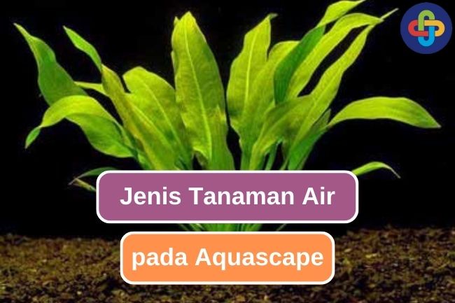 10 Jenis Tanaman Air Untuk Aquascape